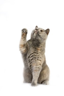 İngiliz Shorthair Bleu Kremi