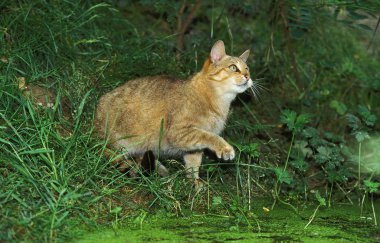 Chat Sauvage D 'Europe felis silvestris