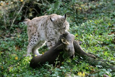 Luchs Boreal felis vaşak