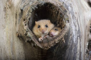 Muscardin muscardinus avellanarius