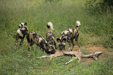 Lycaon Lycaon Pictus