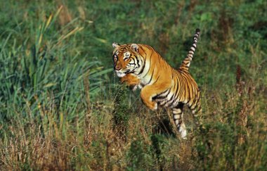 Tigre Du Bengale panthera tigris tigris