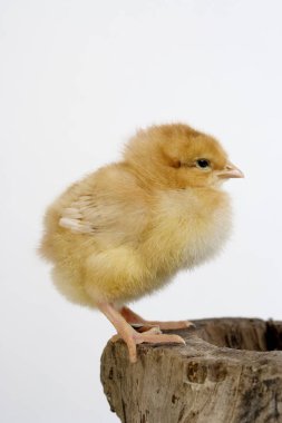 Poussin.
