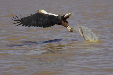 Aigle Pecheur D 'Afrique haliaeetus vocifer