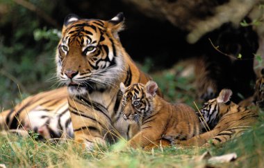 Tigre De Sumatra panthera tigris sumatrae