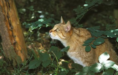 Chat Sauvage D 'Europe felis silvestris