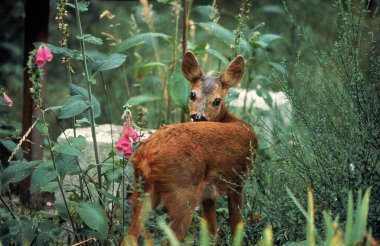 Chevreuil Capreolus Capreolus