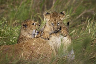 Aslan D 'Afrique panthera leo