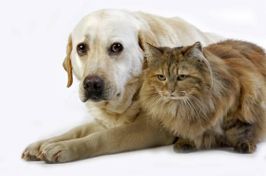 Labrador
