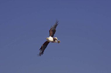 Aigle Pecheur D 'Afrique haliaeetus vocifer