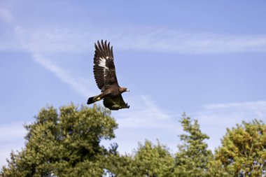 Aigle Royal aquila chrysaetos