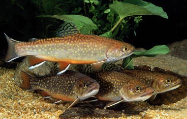 Saumon De Fontaine salvelinus fontinalis