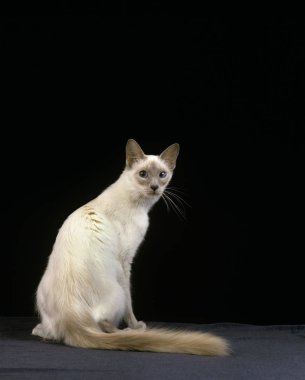 Balinais