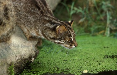 Sohbet Du Bengale prionailurus bengalensis