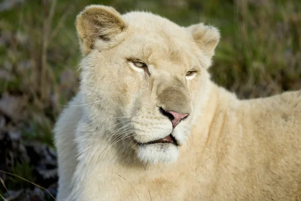 Löwe weißer Panthera leo krugensis — Stockfoto