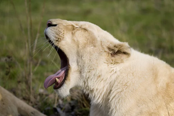 Leeuw Blanc panthera leo krugensis — Stockfoto