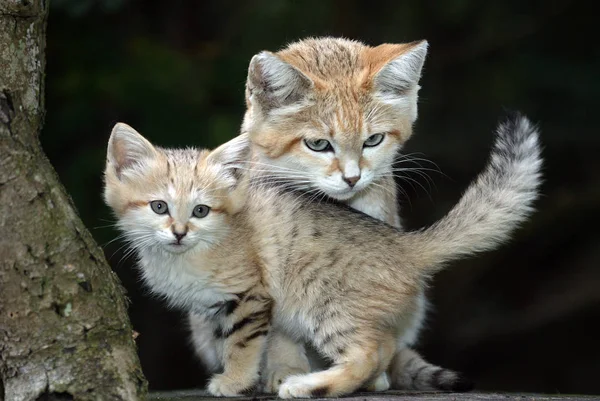 Chat Des Sables felis margarita — Foto de Stock