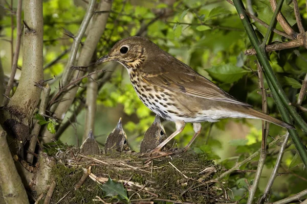 GRIVE MUSICIENNE turdus philomelos — Stock Photo, Image