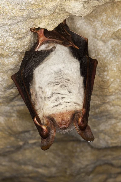 Stormurin myotis myotis — Stockfoto