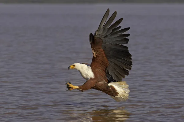 Aigle Pecheur D 'Afrique haliaeetus vocifer — Stock fotografie