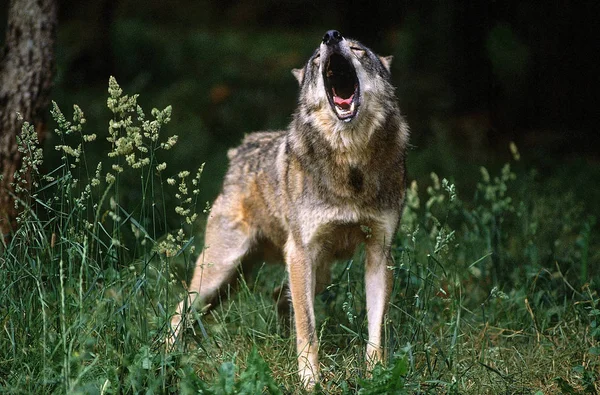 Loup D 'Europe canis lupus — Stockfoto