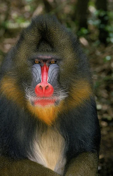 Mandrill mandrillus sfinks — Zdjęcie stockowe