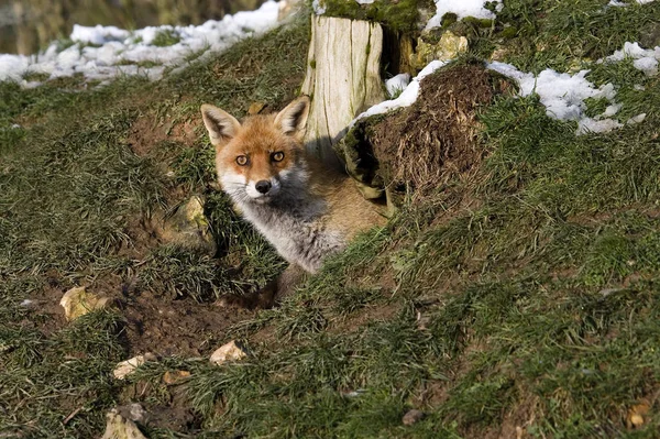 Renard Roux vulpes — Foto de Stock