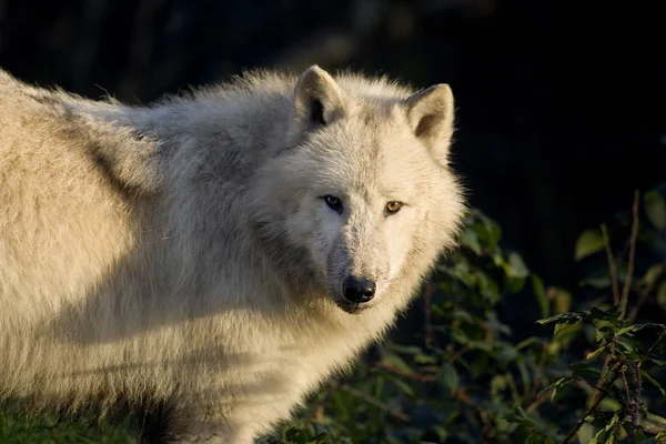 Loup blanc De La Toundra canis lupus tundrarum — Photo