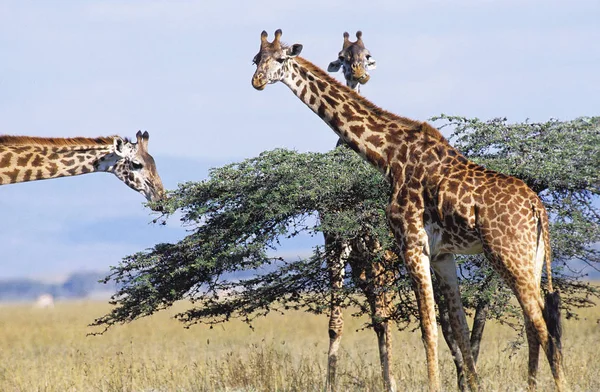 GIRAFE MASAI girafe camelopardalis tippelskirchi — Photo