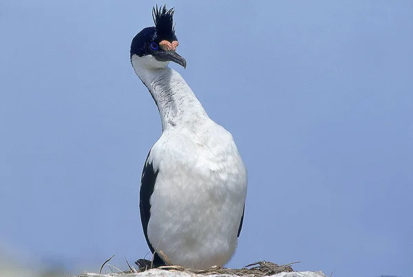 Cormoran Imperial phalacrocorax atriceps albiventer. — Foto de Stock