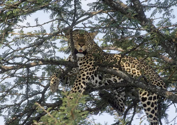 PANTHERE LEOPARD panthera pardus — Stock Photo, Image