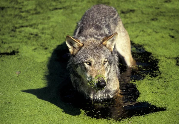 Loup d 'europe canis lupus — Stockfoto