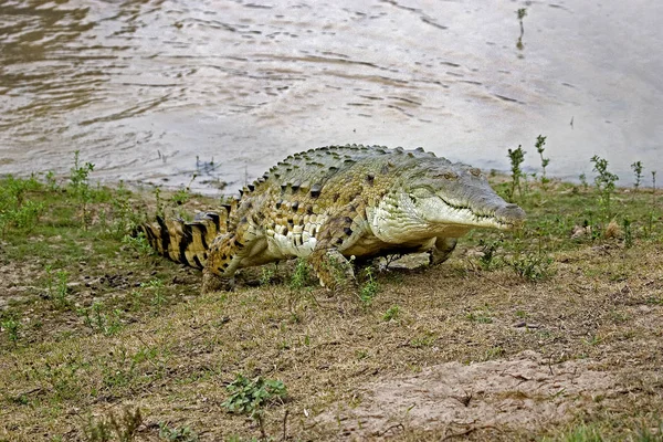 CROCODILE DE L 'ORENOQUE crocodylus intermedius — Fotografia de Stock