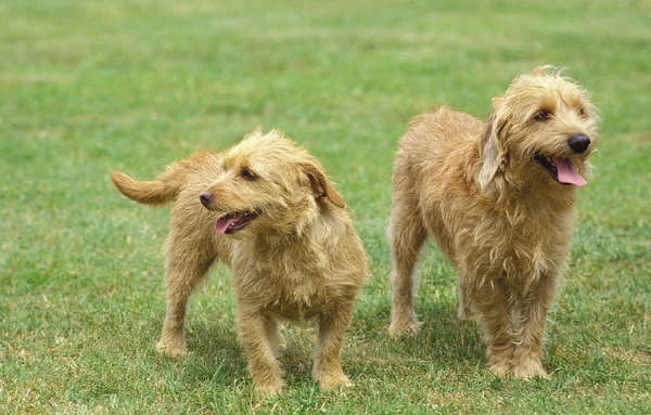 Basset deve de bretagne — стоковое фото