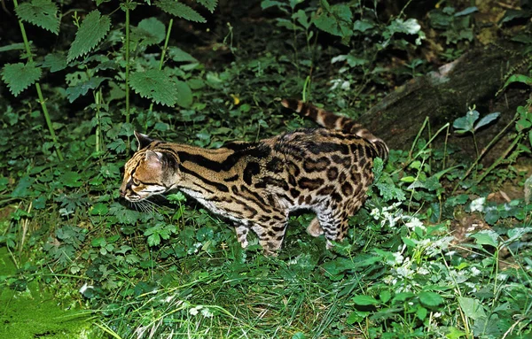 Margay leopardus wiedi — 图库照片