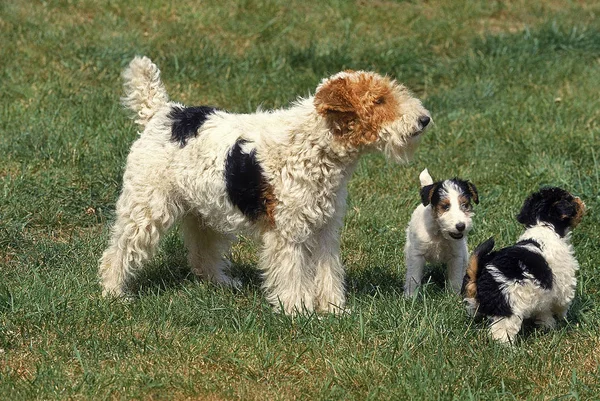 Fox Terrier A Poil Dur — Fotografia de Stock