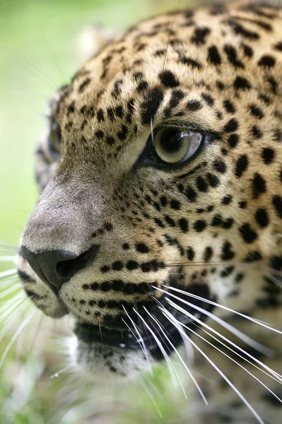 Panthere Du Sri Lanka panthera pardus kotiya — Stockfoto