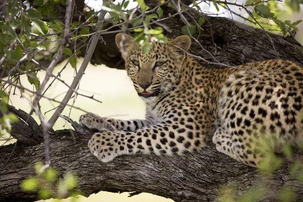 PANTHERE LEOPARD panthera pardus — Stock Photo, Image