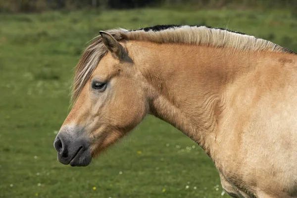 Fjordhest Norvegien — Stockfoto