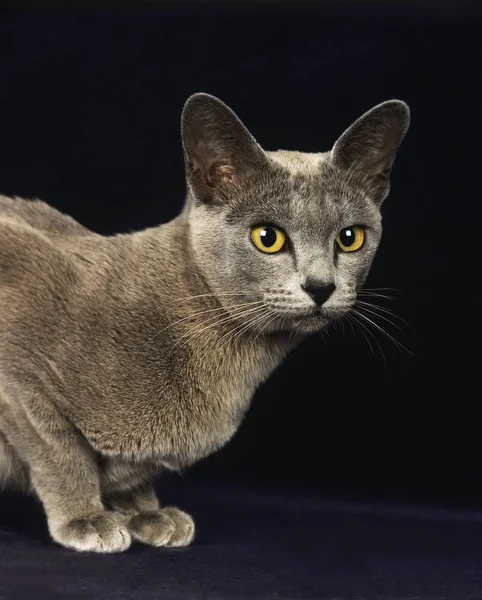 BLEU BURMESE — Foto de Stock