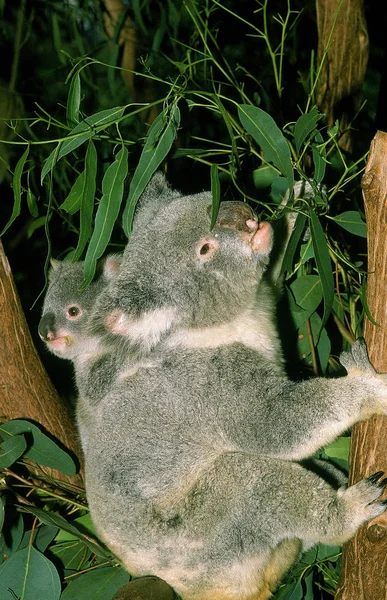 Koala phascolarctos cinereus — Zdjęcie stockowe