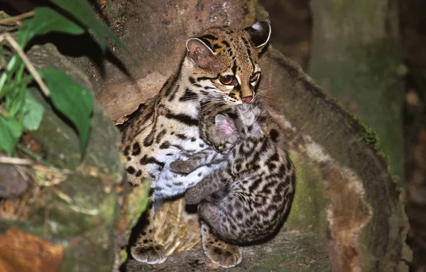 Margay leopardus wiedi — Stok fotoğraf