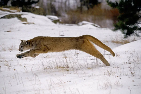 Puma puma w kolorze — Zdjęcie stockowe
