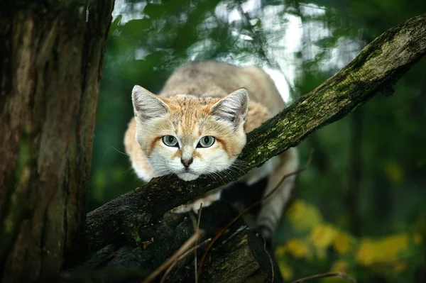 Chat Des Sables felis margarita — Stock Fotó