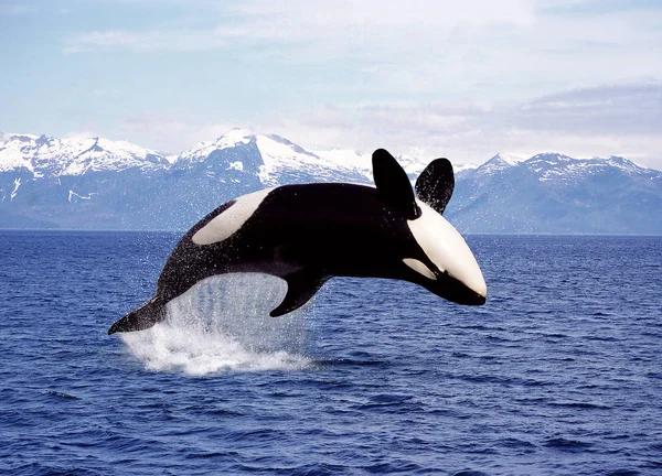 Orque Epaulard orcinus orca — Zdjęcie stockowe