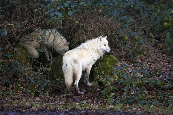 Loup Blanc De La Toundra canis lupus tundrarum — Fotografia de Stock