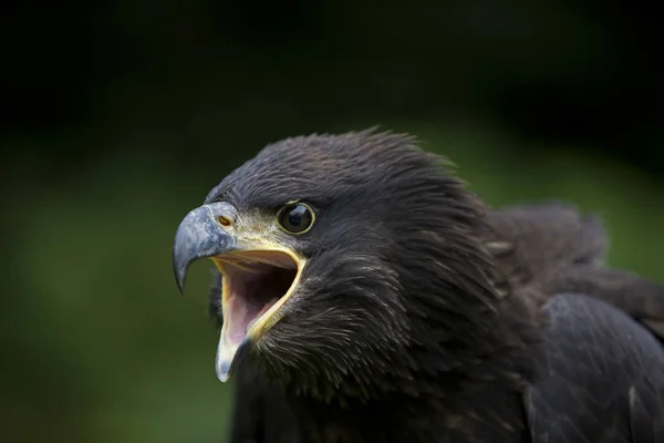 PYGARGUE A TETE BLANCHE haliaeetus leucocephalus — Stock Photo, Image