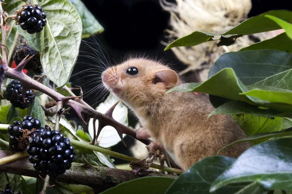 Blåmuscardinus avellanarius — Stockfoto