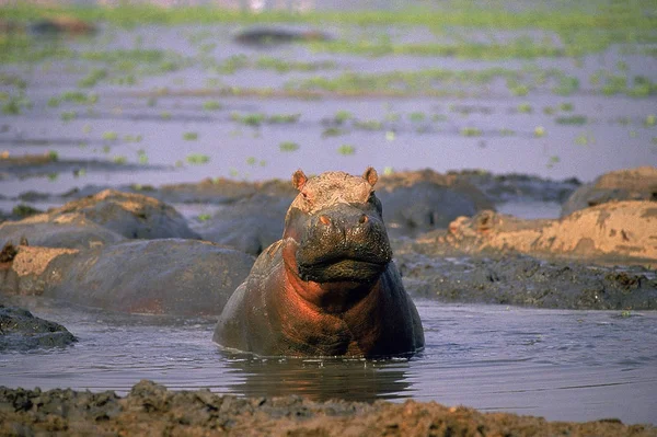 HIPPOPOTAME hipopótamo anfíbio — Fotografia de Stock