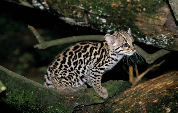 Margine leopardo wiedi — Foto Stock